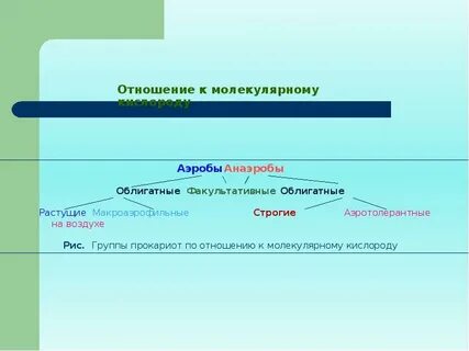 Облигатными аэробами являются