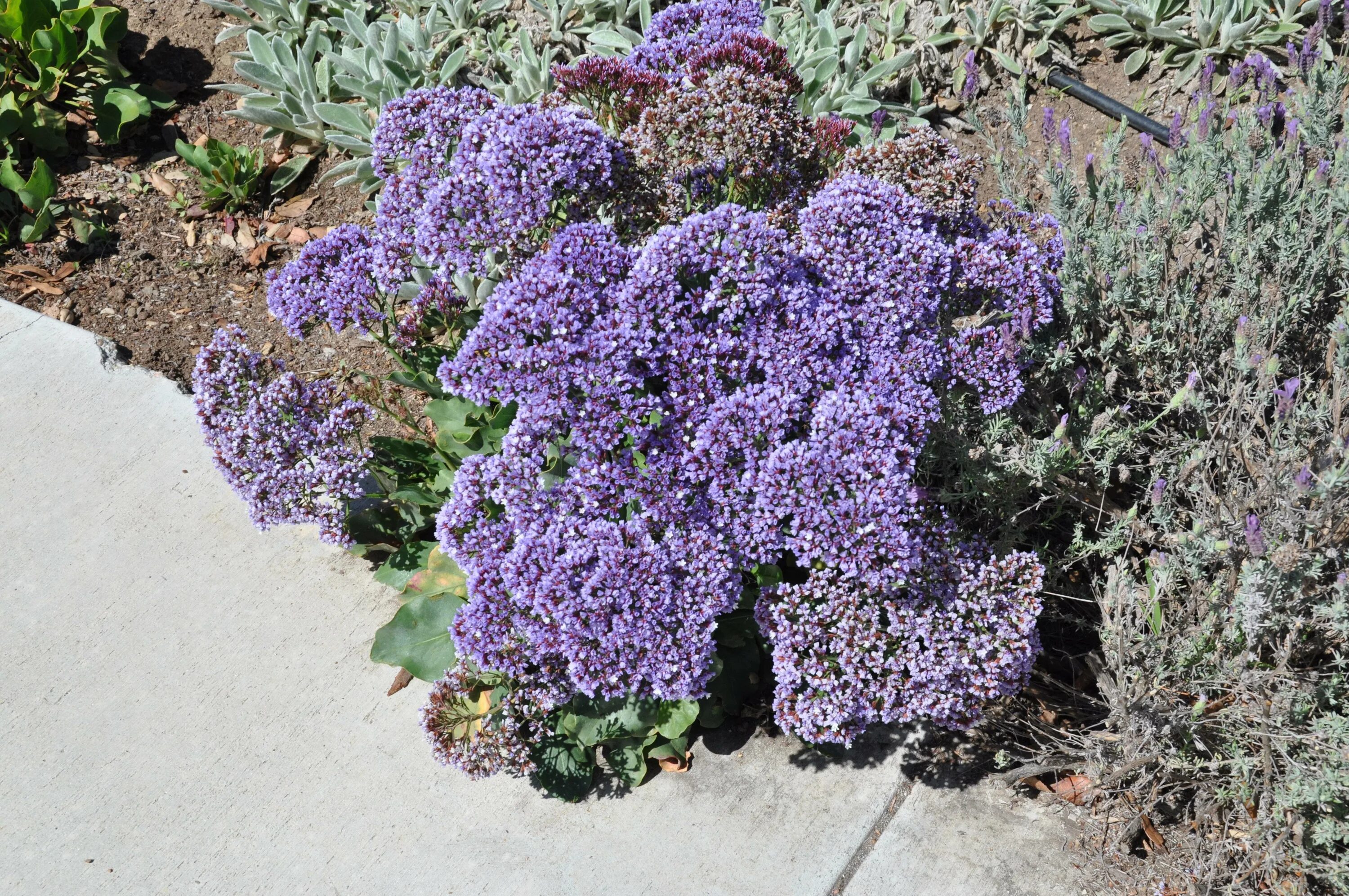 Купить кермек татарский. Кермек (Limonium). Кермек лимониум. Лимониум кармин роз. Лимониум кермек выемчатый Суворова.