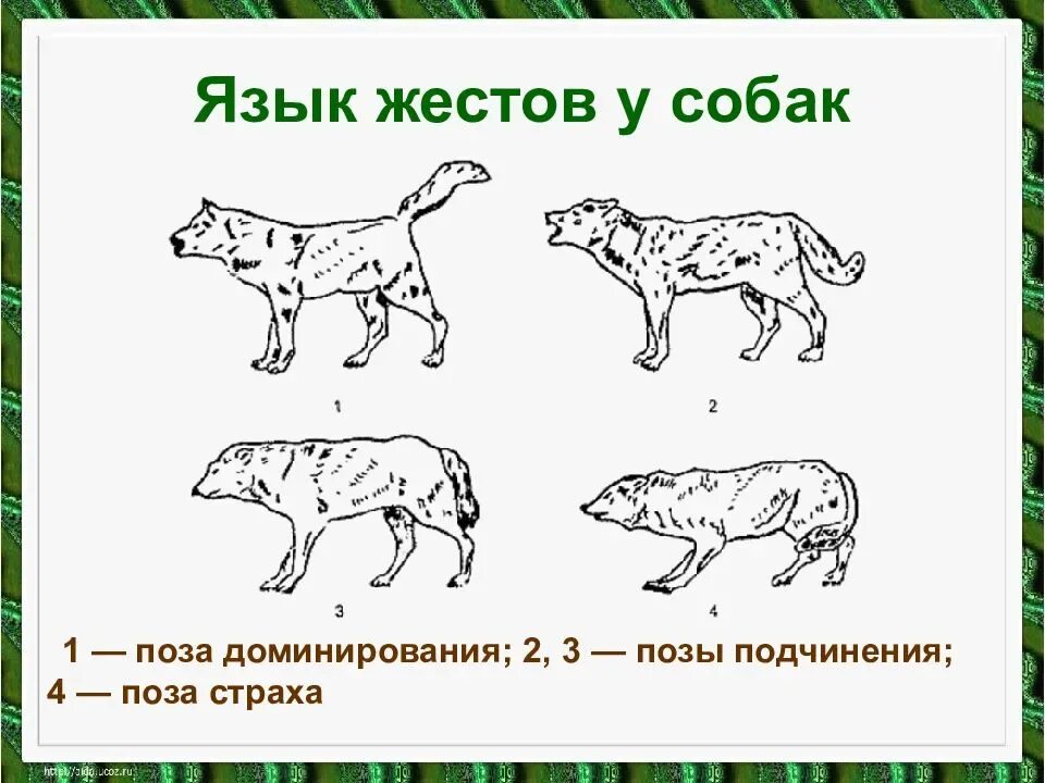 Язык телодвижений собак. Язык жестов собак. Поза подчинения у собак. Язык поз собак. Признаки доминирования собаки