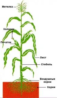 Построить схему кукуруза