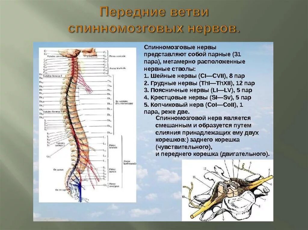 Спинной мозг вегетативные функции. Ветви спинного мозга схема. Ветви спинномозговых нервов функции. Сплетения спинномозговых нервов схема. Передние ветви спинномозговых нервов с1 и с2.