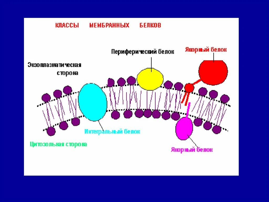 Какие функции выполняют белки мембран. Мембранные белки в мембране. Класс мембранных белков. Классификация белков мембраны. Виды белков в мембране.