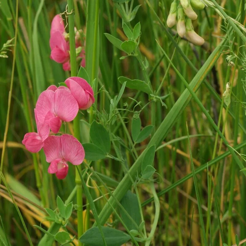 Латирус луговой. Чина танжерская. Чина клубненосная сорняк. Чина клубненосная сорняк. Чина клубненосная полевая.