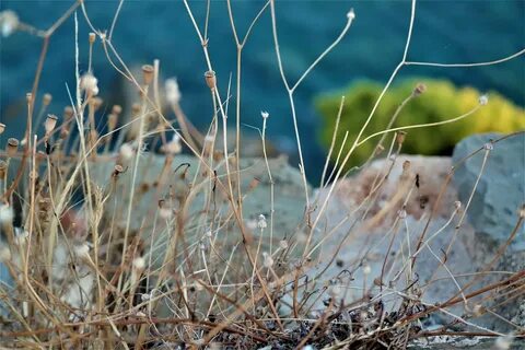 Dried plants