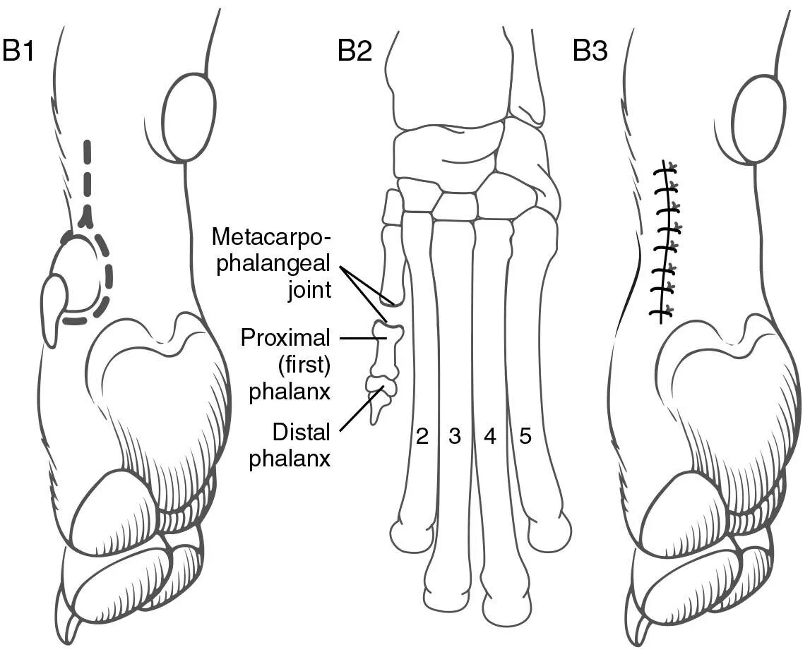 Босерон прибылые пальцы. Пальцы щенков. Пальцы щенков. Пальцы щенков. Ампутация прибылых пальцев у собак.