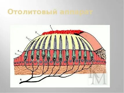 Отолиты это