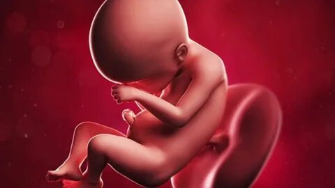 Как выглядит ребенок на 23 неделе