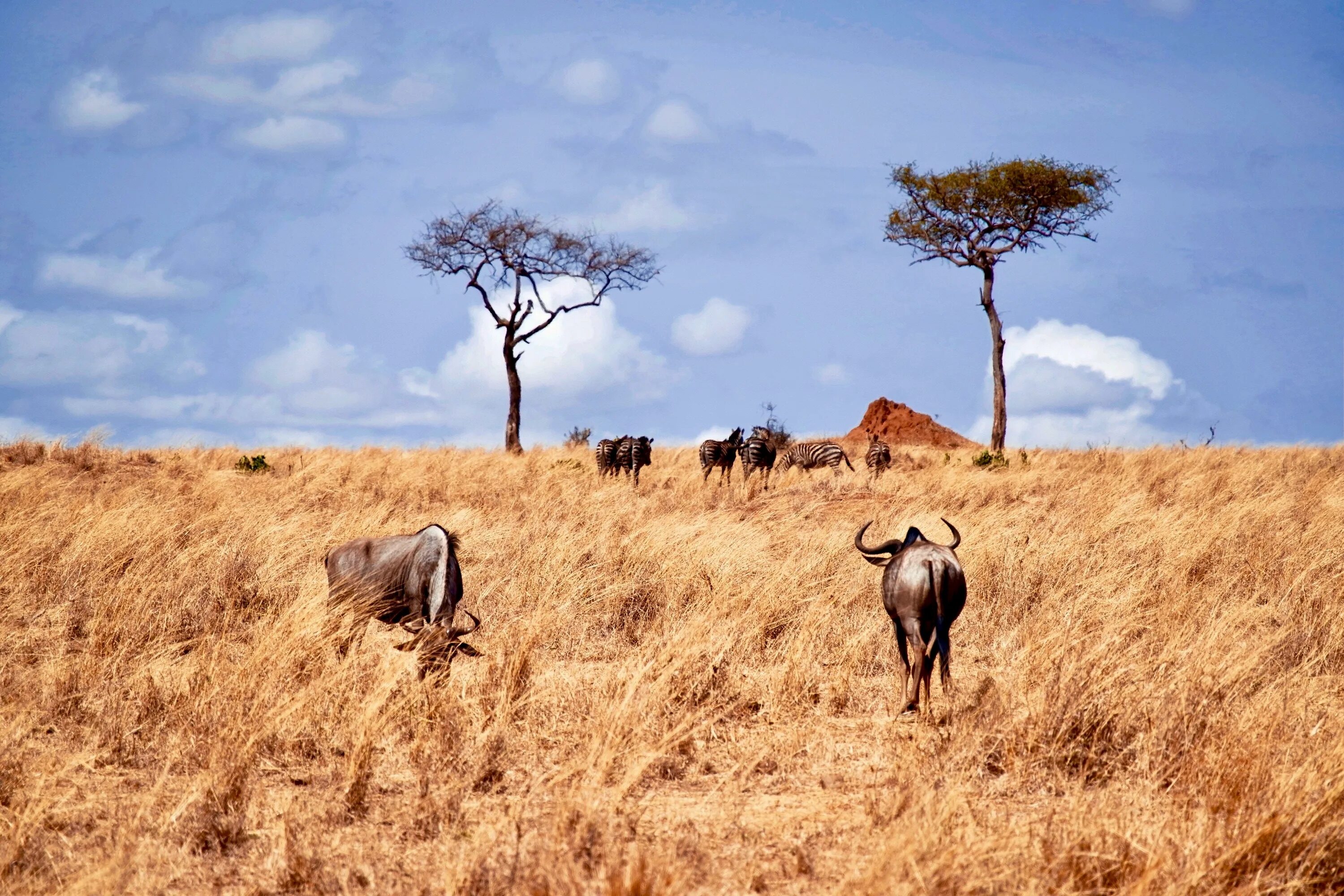 Засуха животные. Сафари Серенгети Танзания. Национальный парк Танзании Серенгети животные. Парк Серенгети Саванна. Саванны Танзании.