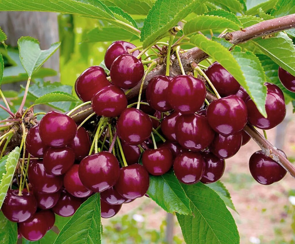 Дерево вишни и черешни. Вишня мелколистная. Вишня уральская черешенка. Вишня неспелая вишня. Вишня ягода.