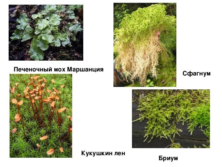 Приведите 3 примера мхов. Мхи печеночные и листостебельные. Кукушкин лён лён маршанция сфагнум. Листостебельные мхи сфагнум. Листостебельные мхи представители.