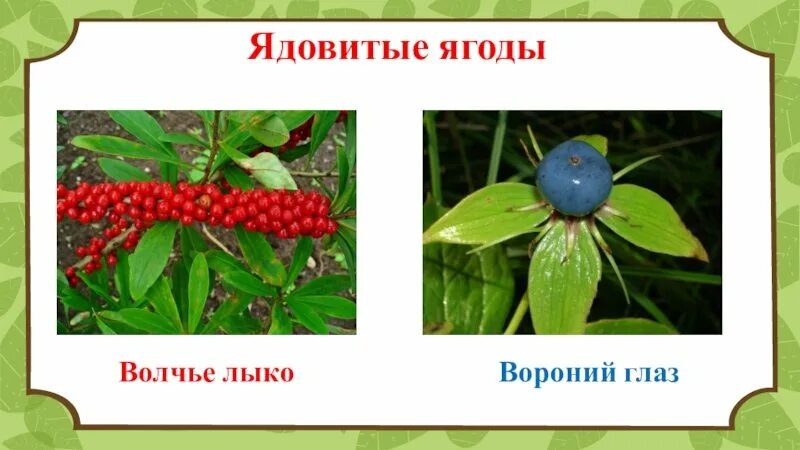 Растение Волчье лыко Вороний глаз. Волчье лыко ягода. Волчье лыко и Вороний глаз это ягода. Лесные ягоды Волчье лыко. Волчье лыко для детей