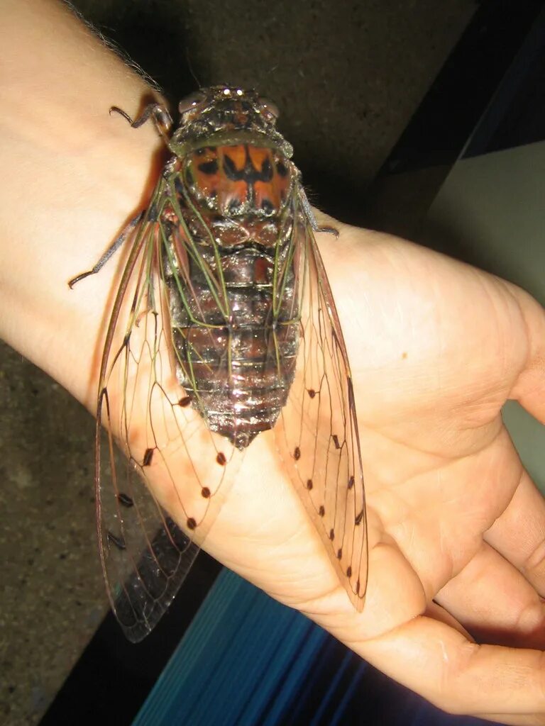 Чем опасны цикады. Муха цикада. Жук цикада. Большая Муха цикада. Цикады в Тайланде.