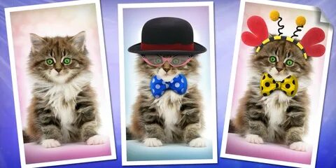 Котиков приложение