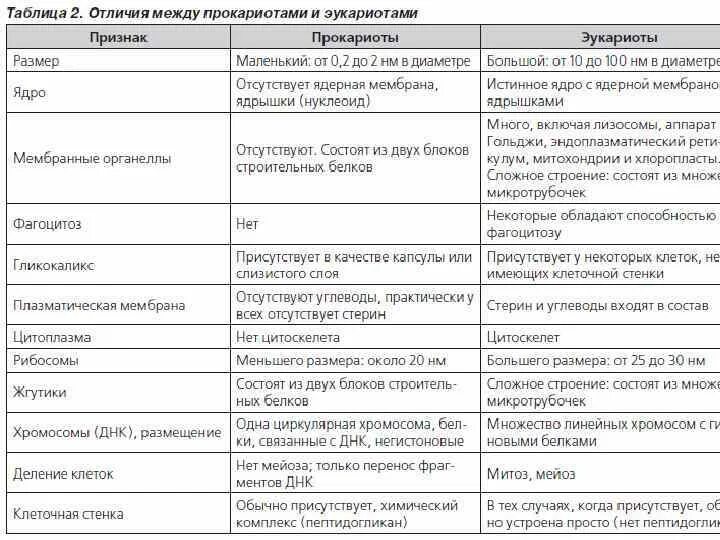 Чем отличаются эукариоты от прокариотов. Чем отличаются эукариоты от прокариотов. Отличие прокариот от эукариот. Чем отличаются эукариоты от прокариотов. Разница между прокариотами и эукариотами.