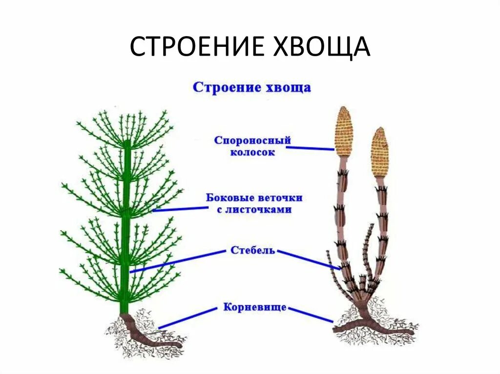 Размножение спорами наличие листьев и стебля. Весенний побег хвоща полевого. Строение весеннего побега хвоща полевого. Хвощ полевой корневище. Хвощ полевой весенние и летние побеги.