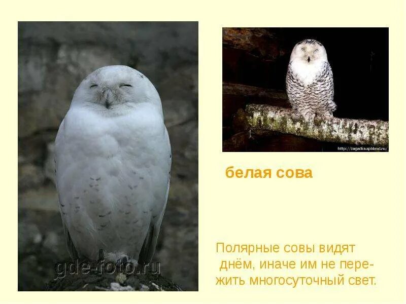 Сообщение про полярную сову