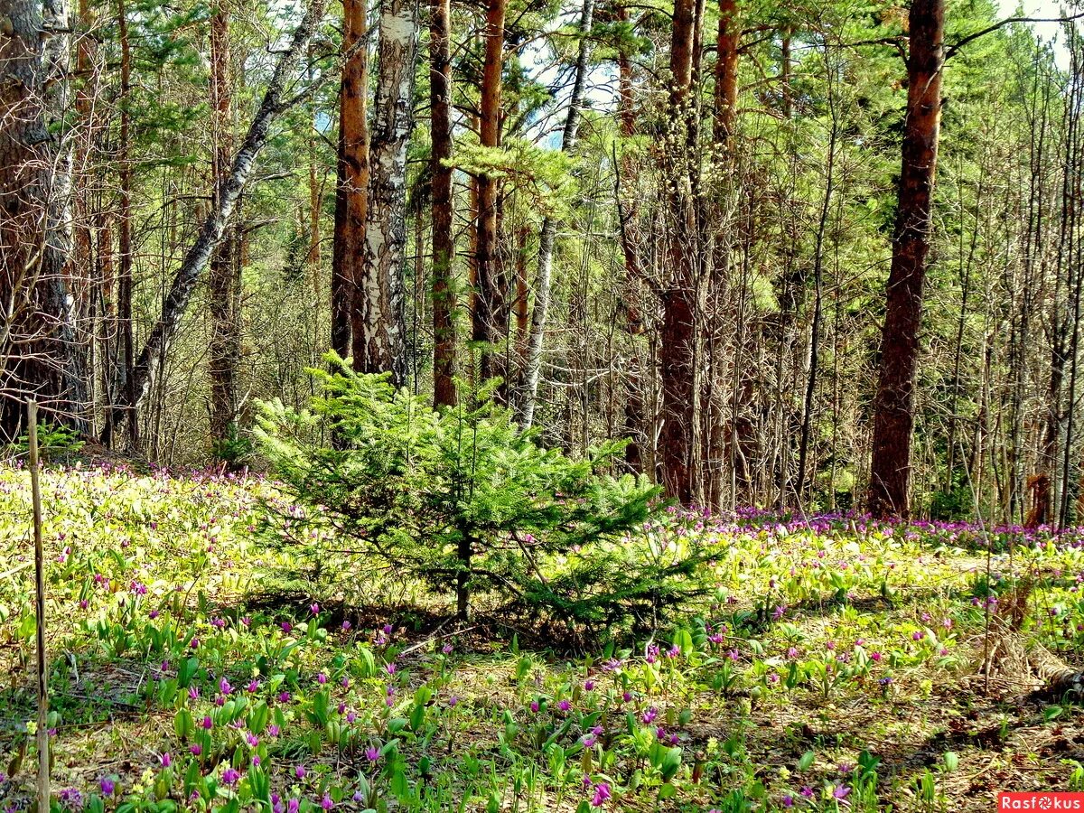 Цветы хвойных лесов