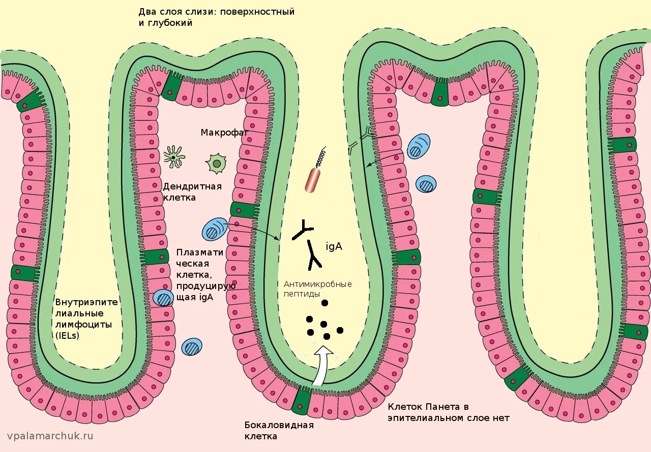 Иммунная и кишечник. Клетки Панета гистология. Клетки Панета тонкий кишечник. Апикальнозернистые клетки Панета. Иммунные клетки в кишечнике.