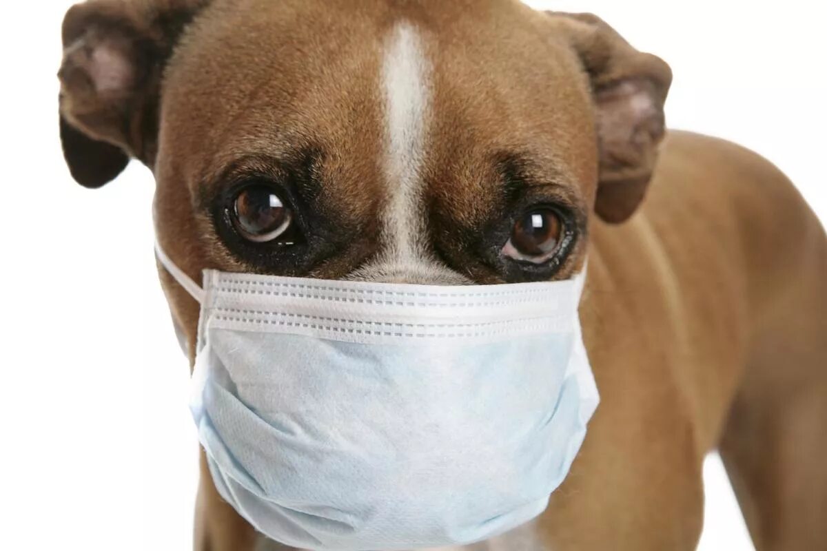 Какие заболевания животных наиболее опасны. Инфекционные болезни животных. Инфекционные заболеванияж животных.