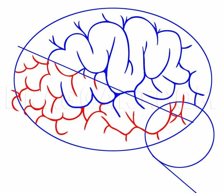 Поэтапное рисование мозга. Мозг рисунок поэтапно. Головной мозг поэтапный рисунок. Мозги рисунок простой. Рисунок мозга легко