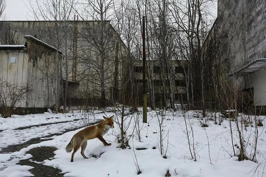 Когда можно жить в чернобыле. Город призрак Припять животные. Припяти зона отчуждения призраки. Зона отчуждения город Припять животные. Чернобыль зона отчуждения 1986.