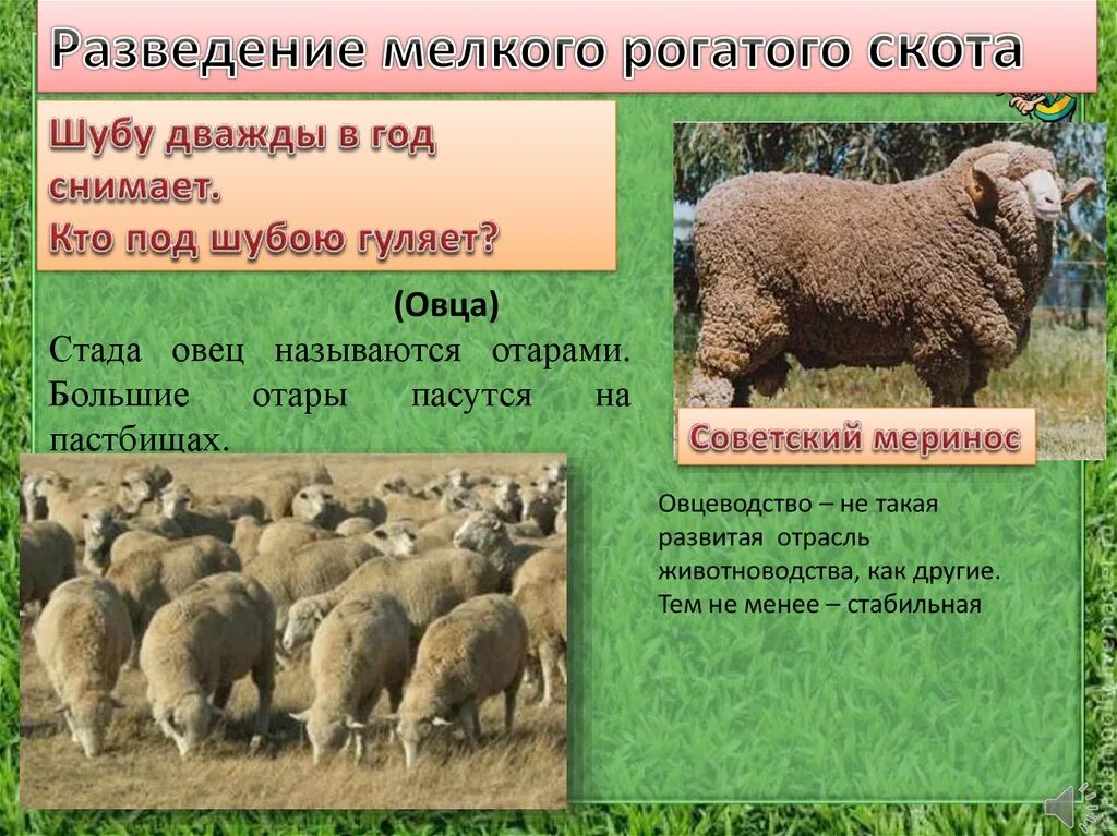 Породы мелкого рогатого скота. Разведение крупного рогатого скота как отрасль животноводства. Мелкий рогатый скот разведение. Мелкий рогатый скот разведение. Крупный и мелкий рогатый скот.
