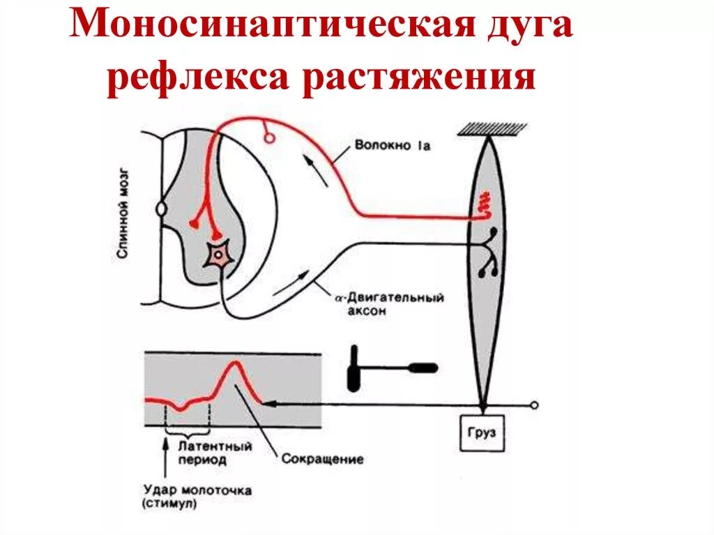 Схема дуги сухожильного рефлекса. Схема полисинаптической рефлекторной дуги. Моносинаптическая рефлекторная дуга. Рефлекторная дуга коленного рефлекса.