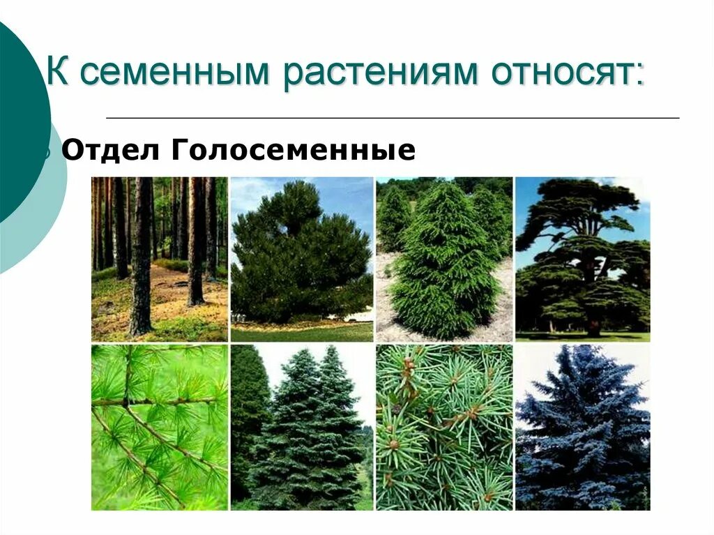 Значение семенных растений в природе. К семенным растениям относятся. Растения относящиеся к семенным растениям. Семенные Голосеменные. К голосеменным растениям относятся.