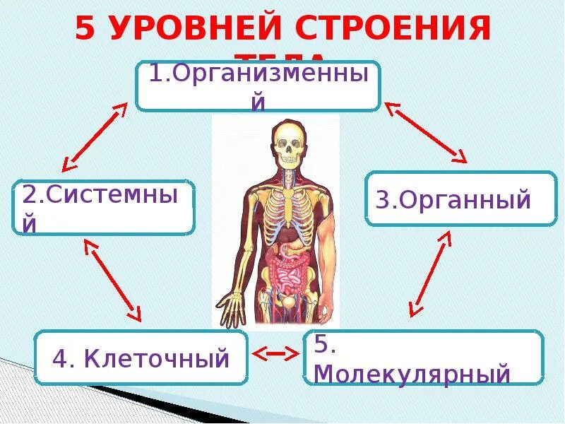 Какое бывает строение тела. Строение тела человека. особенности строения человека. строение организма человека 8 класс. организм человека презентация.