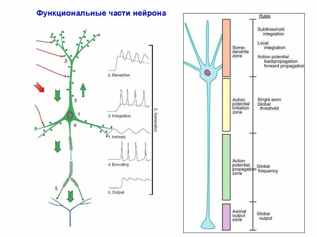 Моделирование нейрона. Функциональные части нейрона. модель нервной клетки. электрическая модель нейрона. модель нейрона демонстрационная.