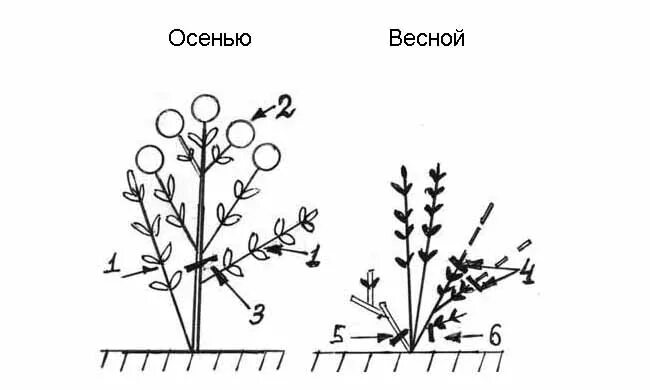 Обрезка метельчатой гортензии весной. Схема обрезки метельчатой гортензии. Формировка гортензии метельчатой.