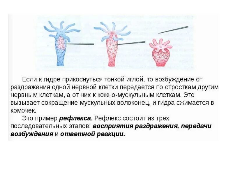 Раздражимость значение для человека. Раздражимость свойство живых организмов. раздражимость клетки. процессы жизнедеятельности организма раздражимость. раздражимость это в биологии.
