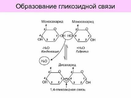 Альфа 1 4 гликозидная связь