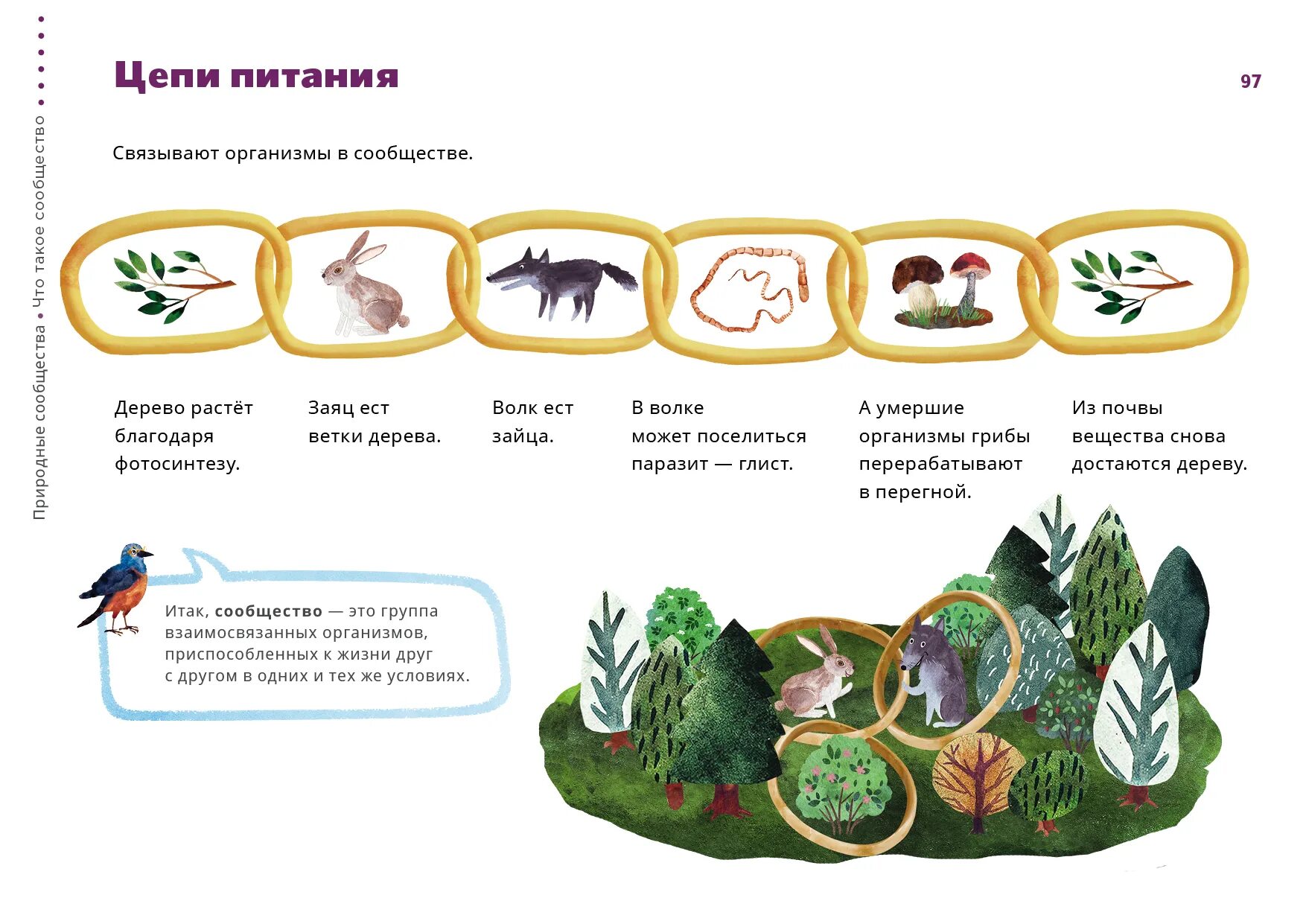 Цепь питания лесных обитателей. Цепочка питания лесного сообщества. Цепь питания леса 3 класс. Пищевая цепочка леса 4 класс окружающий мир.