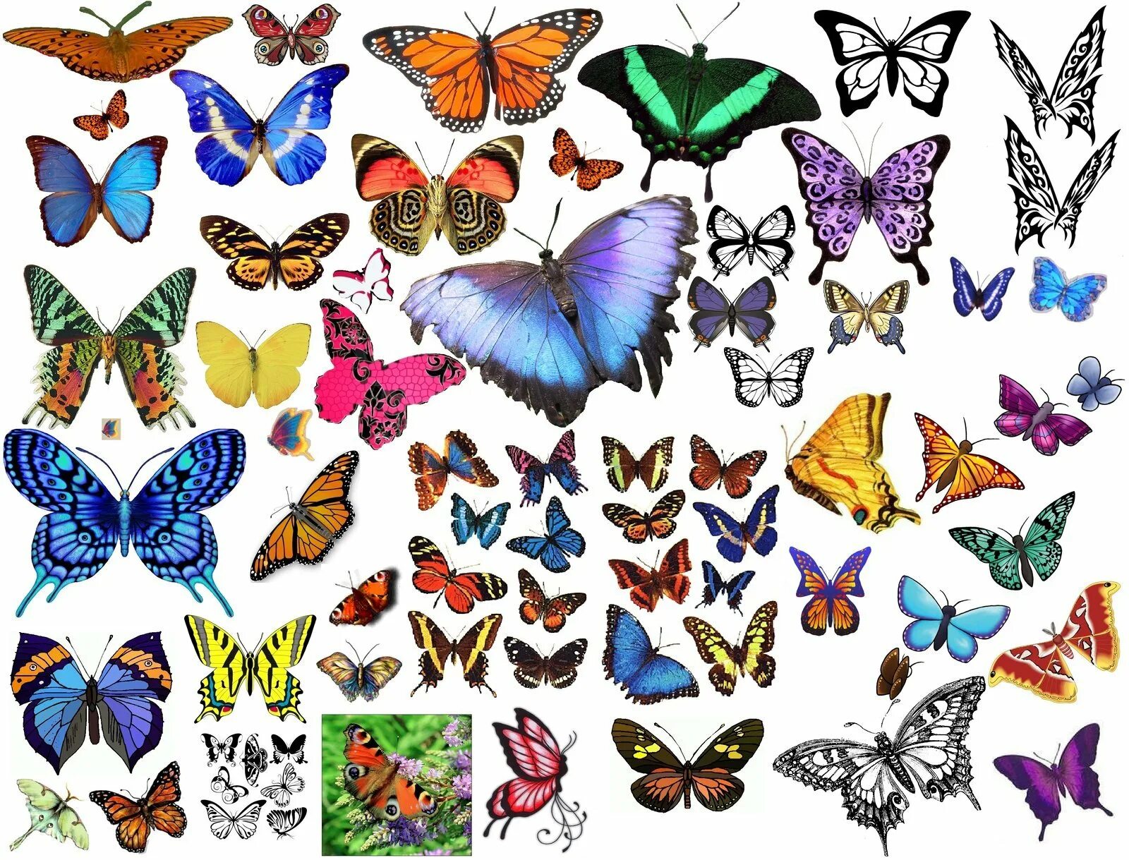 Разнообразие бабочек. Разные бабочки. Много бабочек. Разноцветные бабочки. Бабочки цветные.
