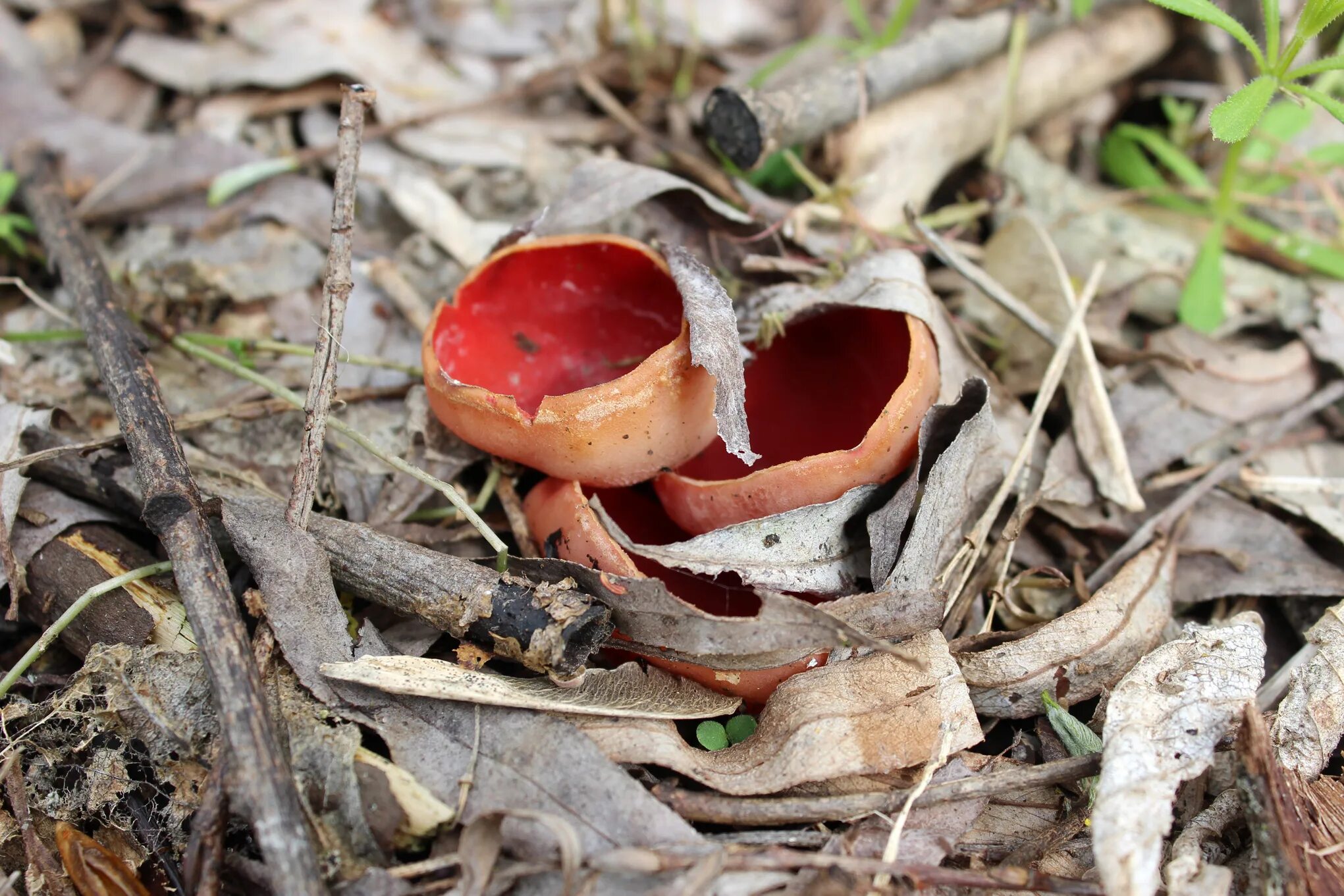 Первый гриб весной название. Весенние грибы Подмосковья саркосцифа. Саркосцифа Дадли. Весенние грибы саркосцифа. Первые весенние грибы саркосцифа.