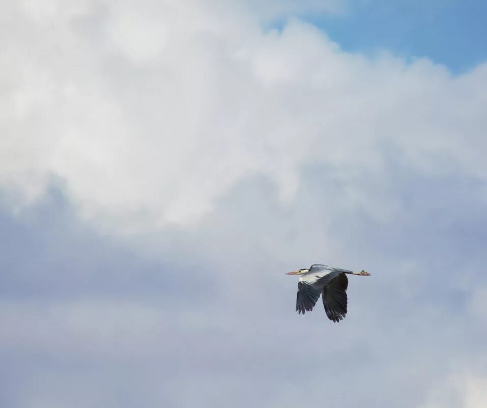 Одинокий журавль в небе. Журавль в небе. Аист в небе. Летят журавли. Аист и журавль в небе.