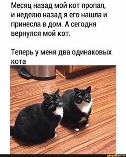 Шутки про кошек