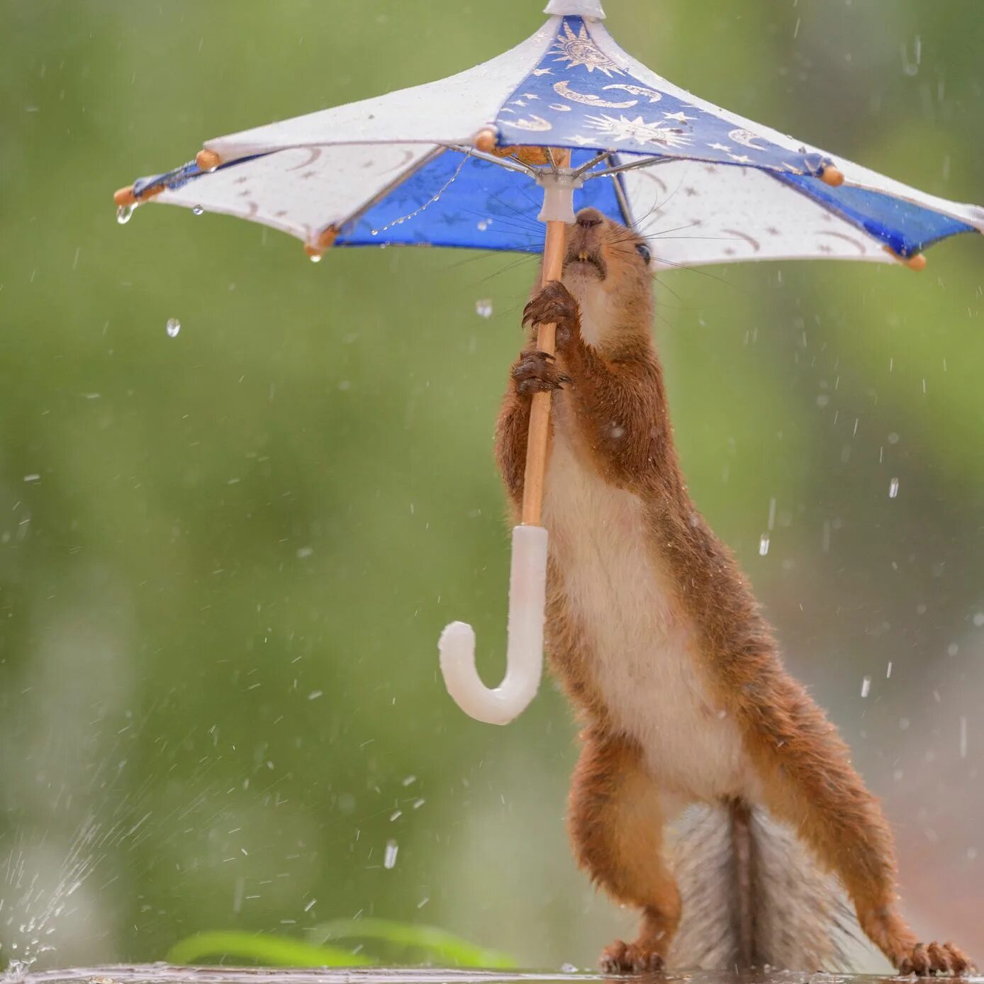 I need umbrella. Зонт с лисой. Wednesday with Umbrella. SIMS 4 Umbrella the Anthill.