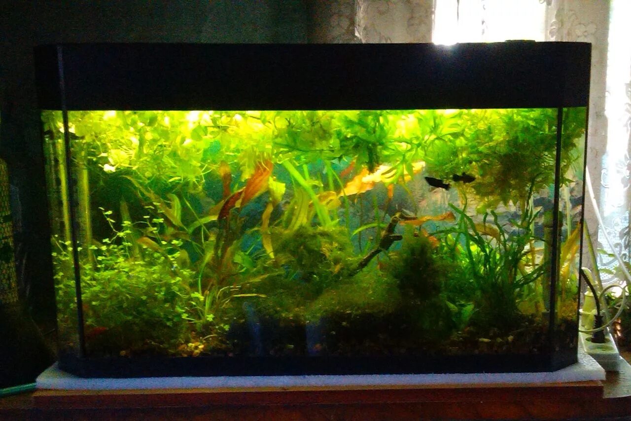 Красивые неприхотливые рыбки для аквариума до 100 литров. Неприхотливый аквариум. Неприхотливые растения в аквариум для новичков. Неприхотливые растения для аквариума 100 литров. Неприхотливый аквариум.