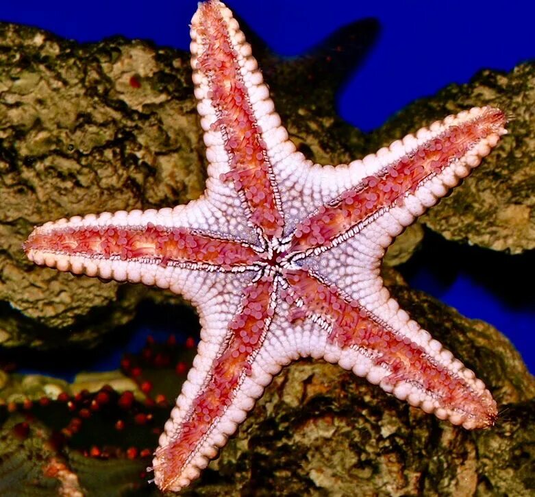 Лучевая симметрия моллюсков. Иглокожие морские звезды. Иглокожие звезда. Тип иглокожие морские звезды. Морская звезда - Starfish.