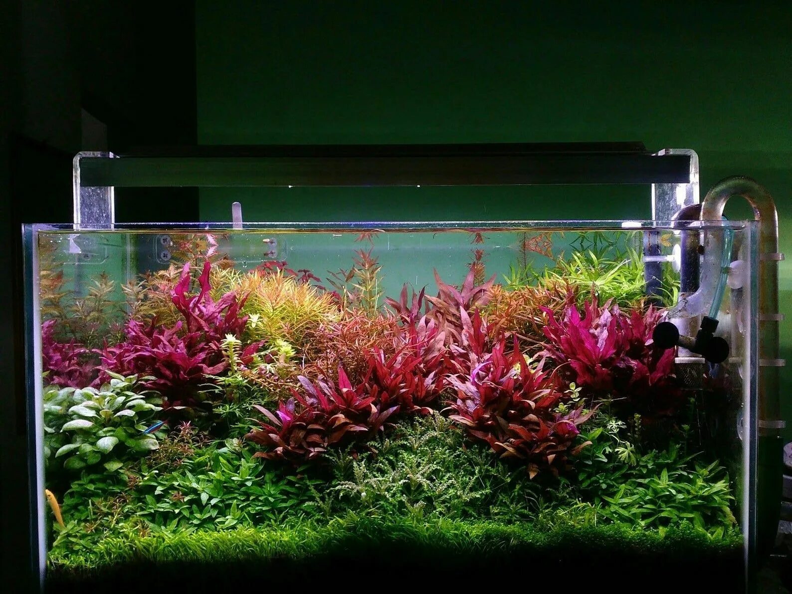 Акваскейпинг голландский стиль. Dutch Aquascape. Aquascape 60p. Акваскейп Амано. Почему цветет аквариум