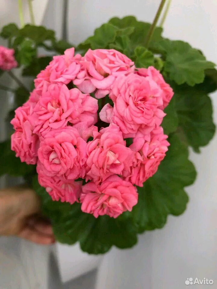 Пеларгония антик Роуз. Grangers Antique Rose пеларгония. Пеларгония розебудная.