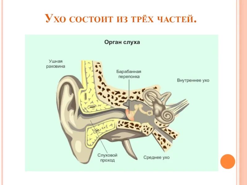 Орган слуха состоит из 3 частей:. Уши орган слуха. Орган слуха у животных. Слух человека и животных. Орган слуха у рыб ухо