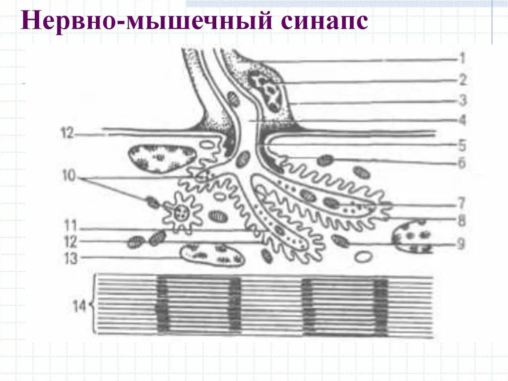 Синапсы гистология. Нервно-мышечный синапс гистология. схема нервно мышечного синапса. схема нервно мышечного синапса гистология. моторная бляшка нервно-мышечный синапс.