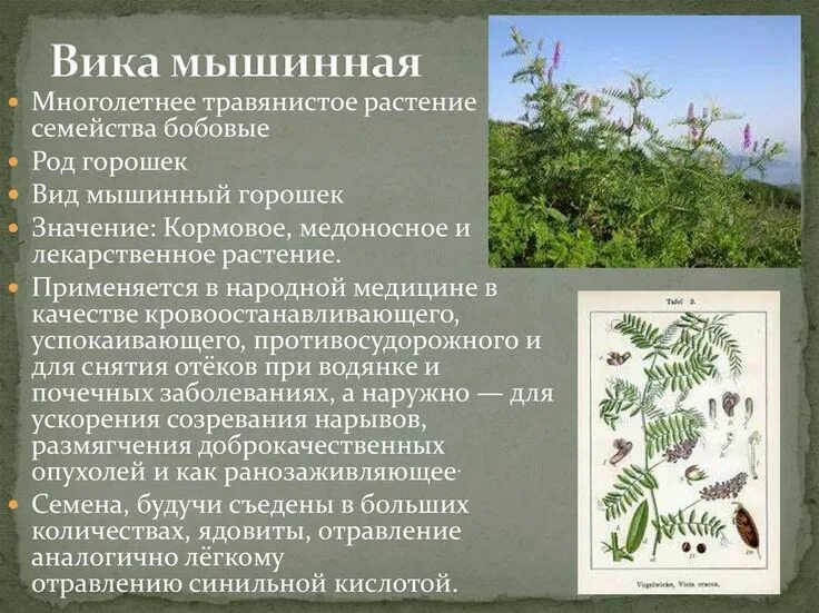 Кормовое растение семейства бобовых. Семейство бобовых растений гербарий. кормовые бобовые растения список. лекарственные растения семейства бобовые. семейство бобовые представители лекарственные.