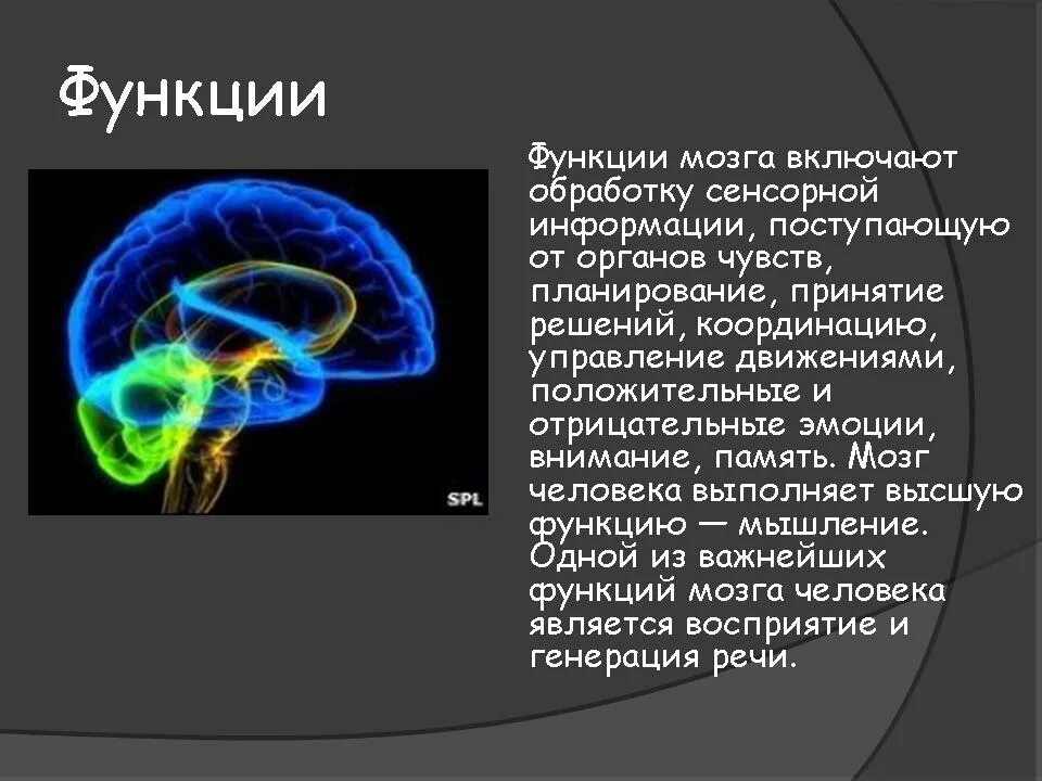 Функции мозга. Доклад про мозг. Мозг тема для презентации. Мозг для презентации. Головной мозг человека включает