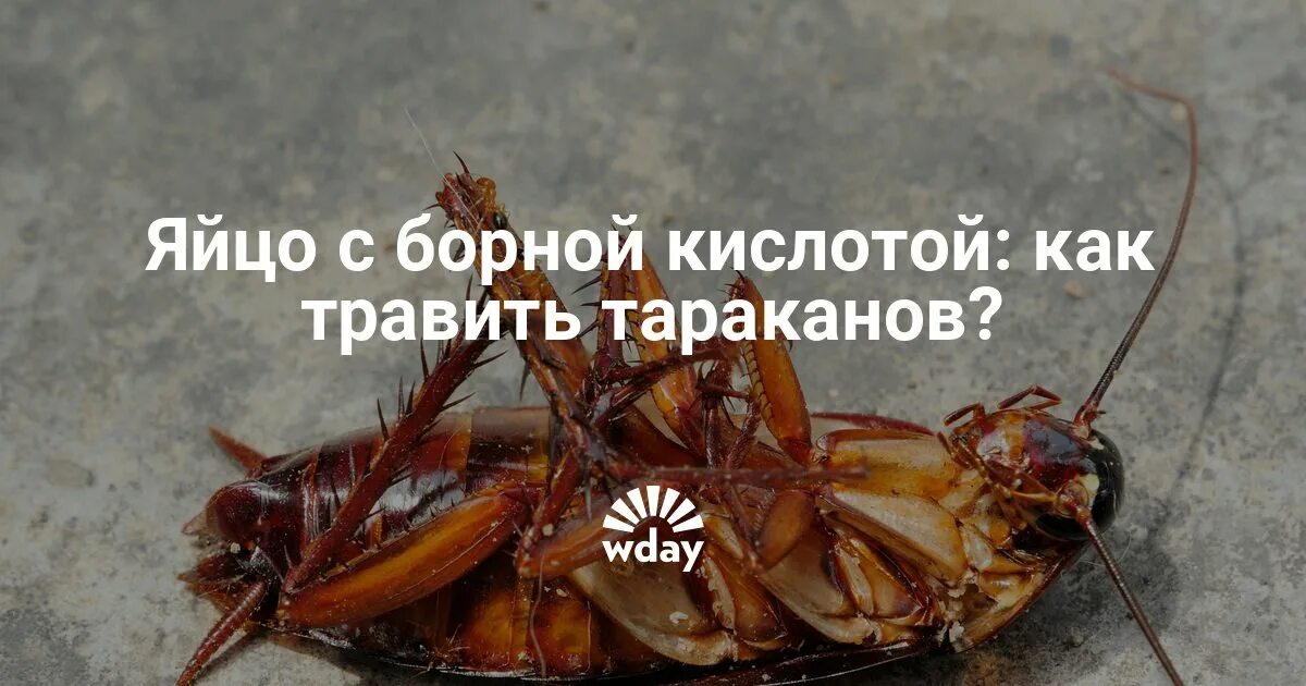 Средство от тараканов кислота. Тараканы борная кислота яйцо. Яичный желток и борная кислота от тараканов. Средство от тараканов с борной кислотой. Шарики от тараканов с борной кислотой.