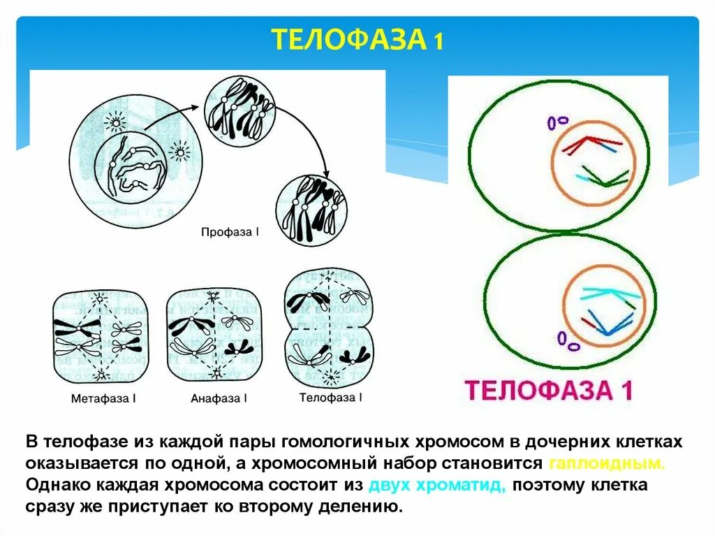 Телофаза 2. Телофаза 2 хромосомный набор. Телофаза 1 набор хромосом. Телофаза мейоза 1.