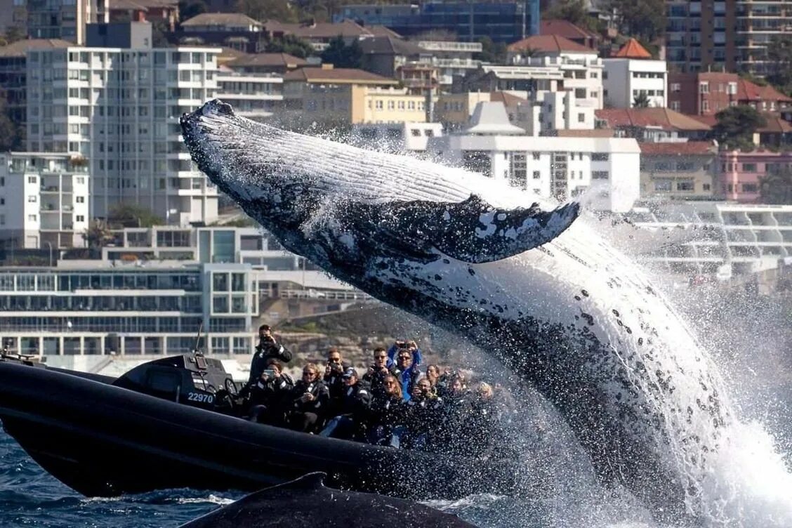 Бравал кит. Горбатый кит миграция. Горбач горбатый кит. Гигантский кит. Самый большой кит в мире.